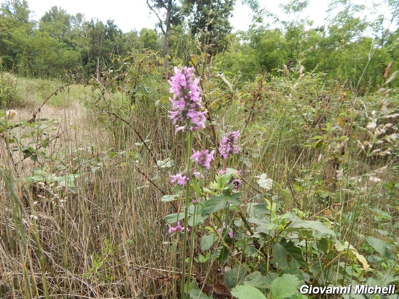 Betonica officinalis (=Stachys officinalis) / Betonica comune